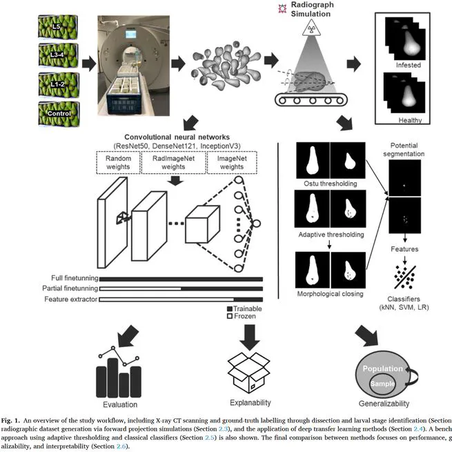 Deep transfer learning for codling moth damage detection in ‘Conference’ pear using X-ray radiography